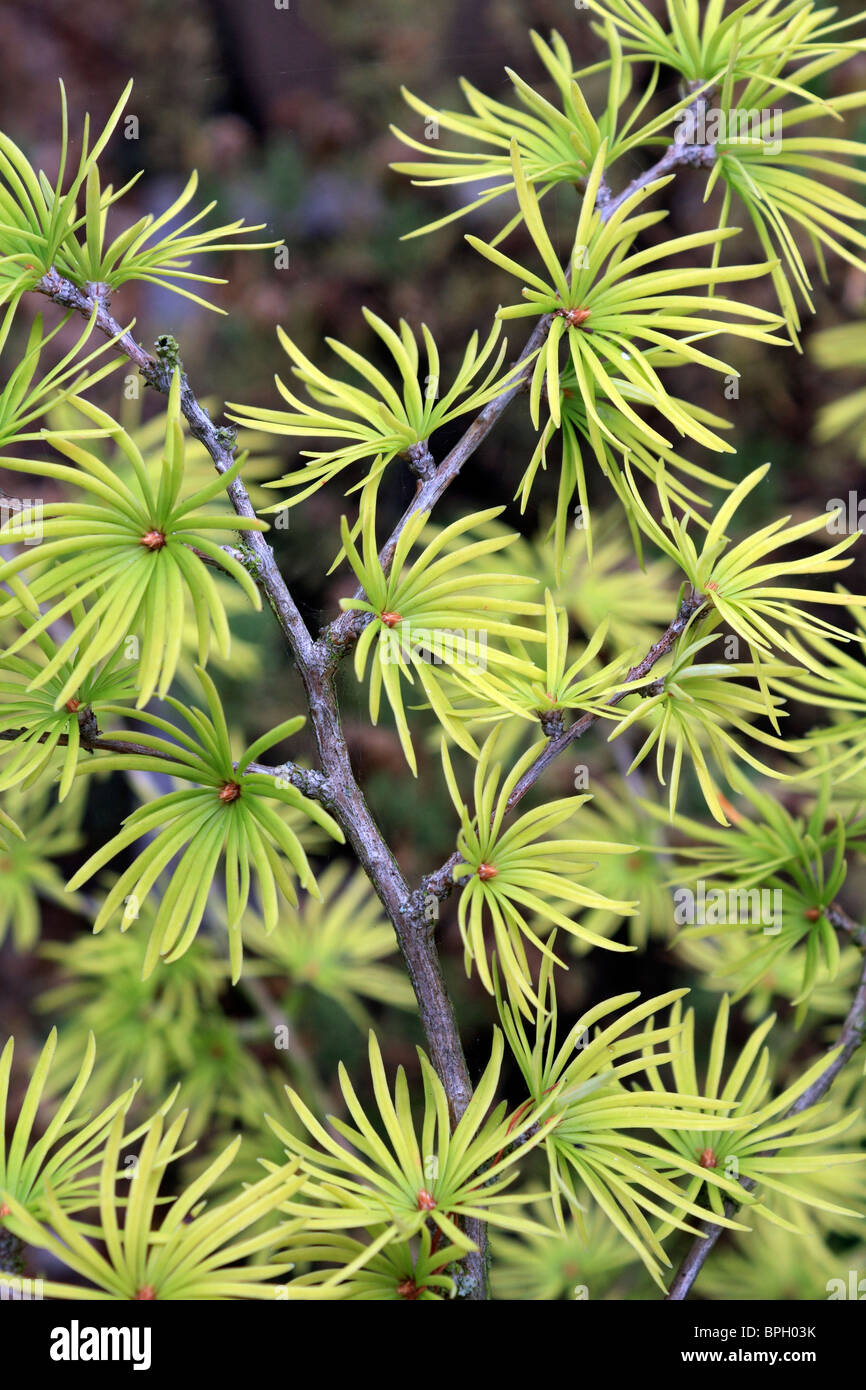 The yellow green needle like leaves of the deciduous conifer the larch tree growing in Epsom Surrey England UK Stock Photo