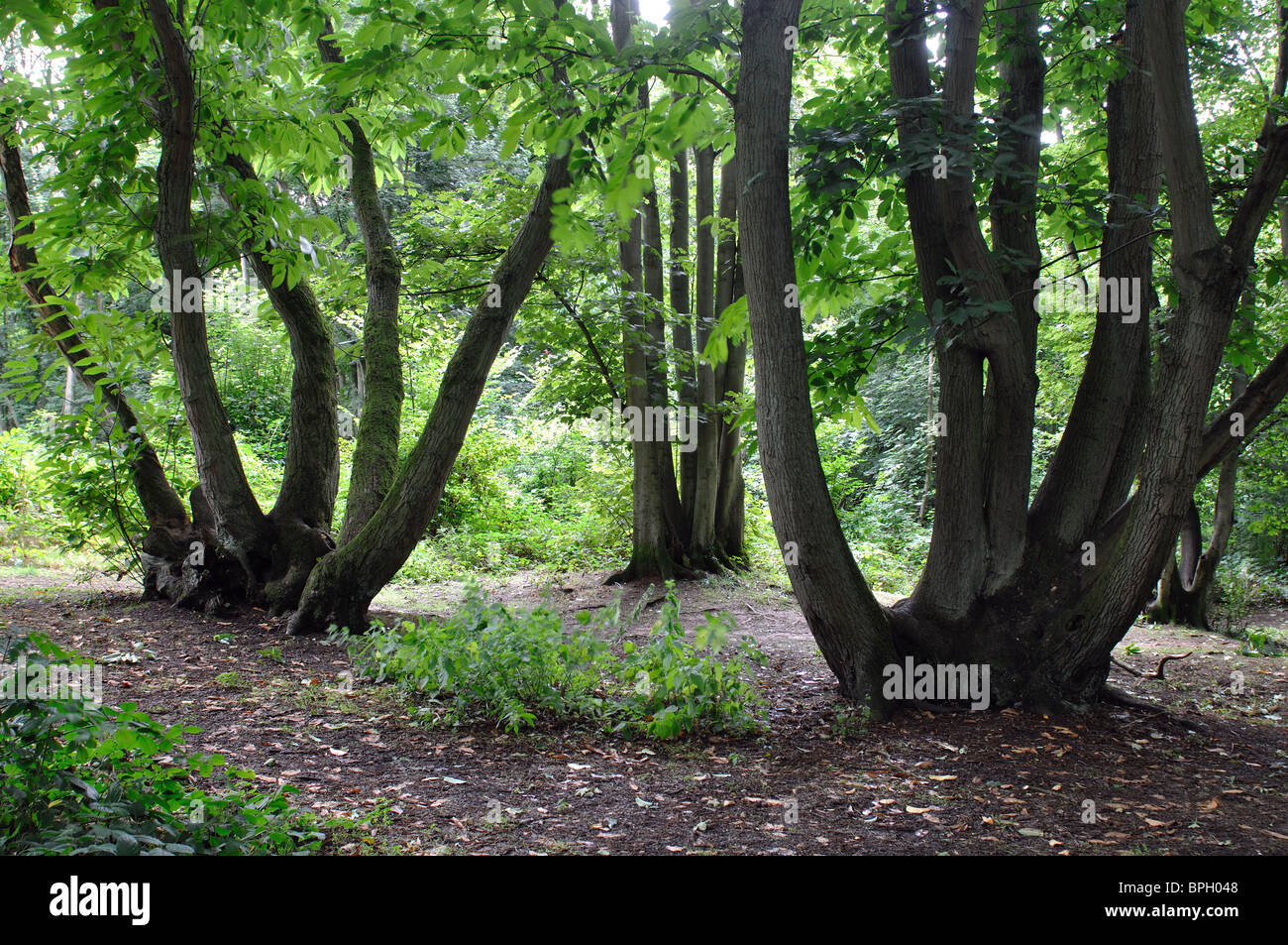 Coppiced Trees Stock Photos & Coppiced Trees Stock Images - Alamy