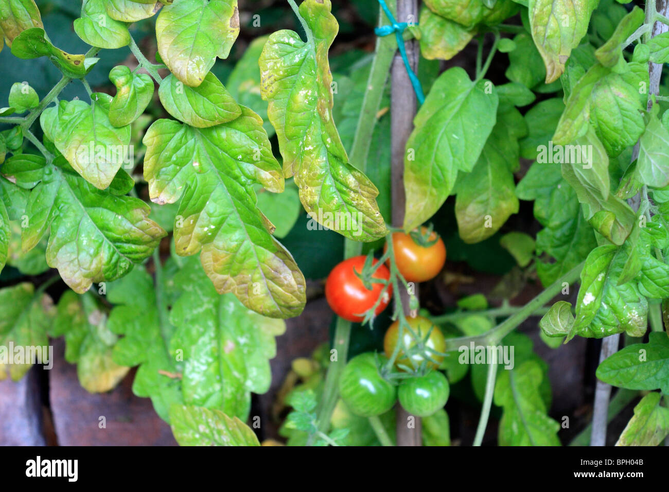 Unhealthy tomato plant leaves growing in a greenhouse, Epsom Surrey