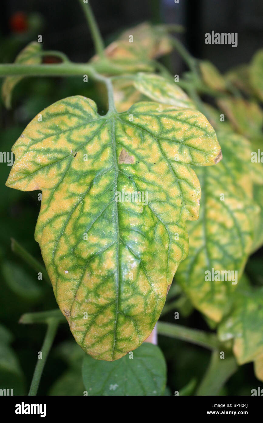 Unhealthy Tomato Plant