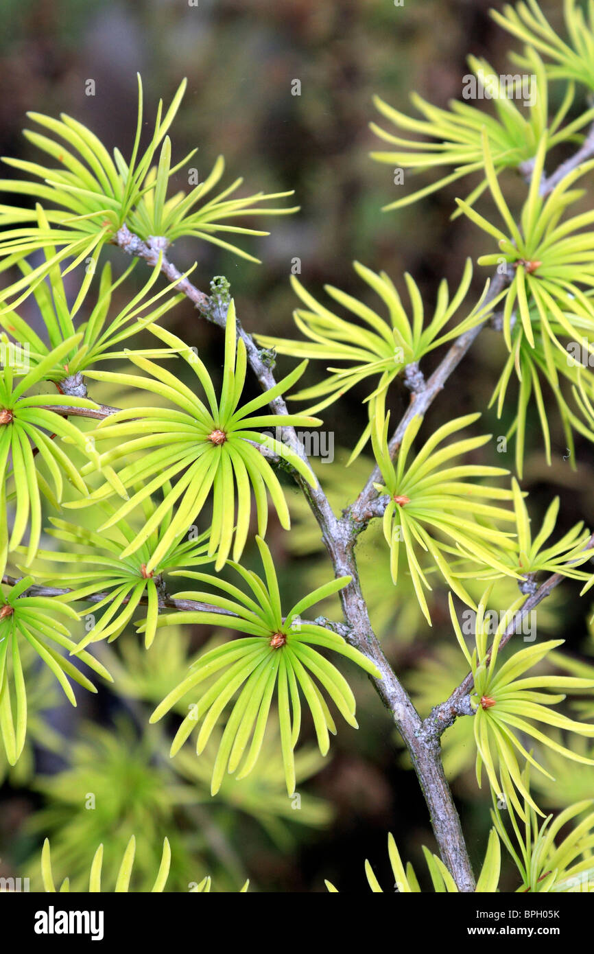 The yellow green needle like leaves of the deciduous conifer the larch tree growing in Epsom Surrey England UK Stock Photo