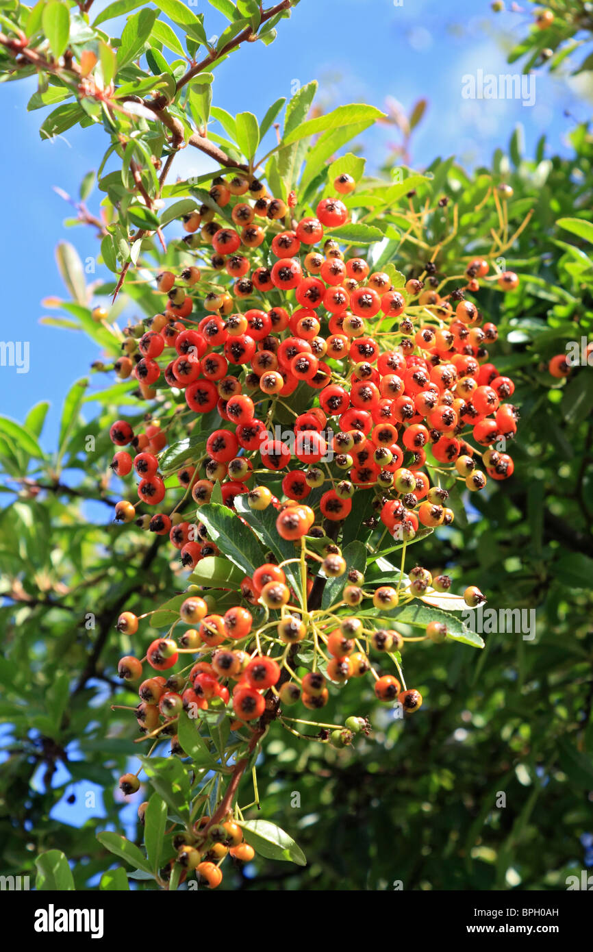 Ripe berries or pomes of the thorny evergreen shrub pyracantha growing in Surrey England UK Stock Photo