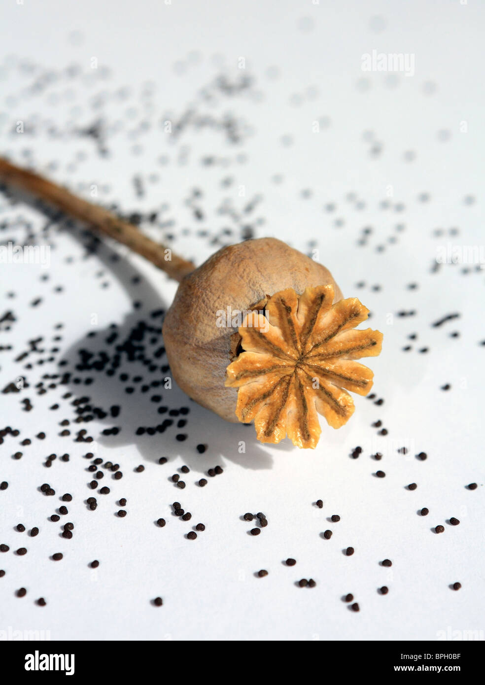Poppy seed head with seeds, Surrey England UK Stock Photo Alamy