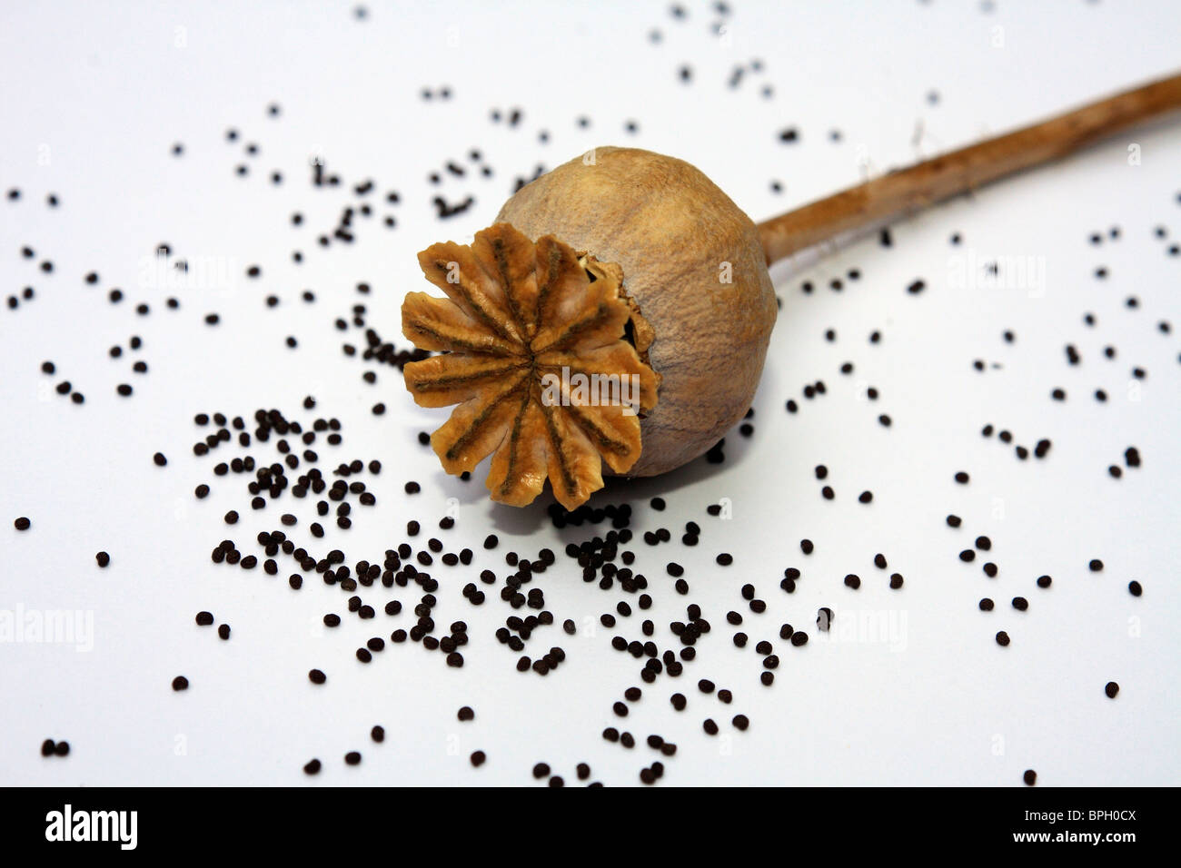 Poppy seed head with seeds, Surrey England UK Stock Photo Alamy