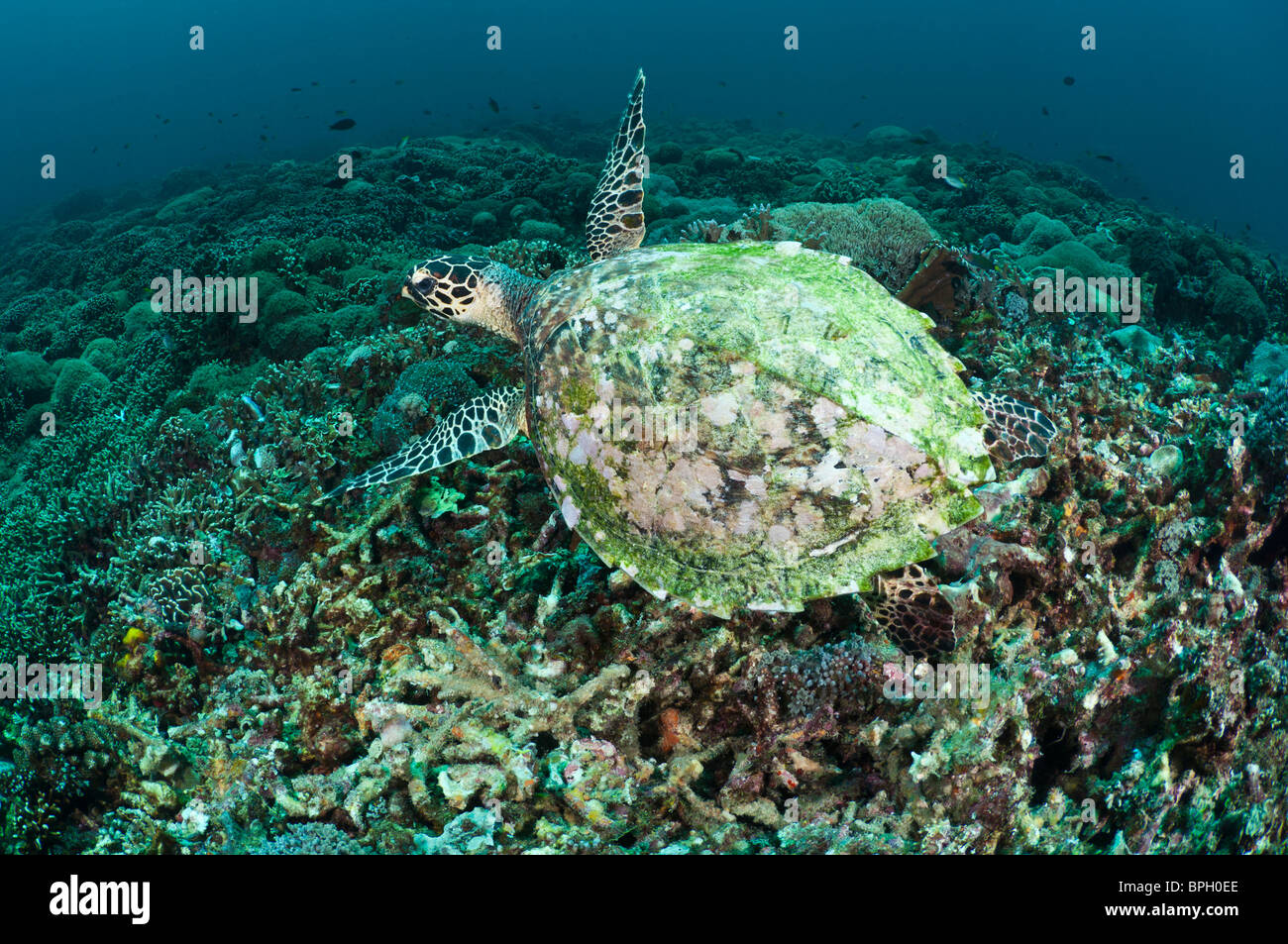 Hawksbill turtle, Gili Trawangan, Lombok, Indonesia. Stock Photo