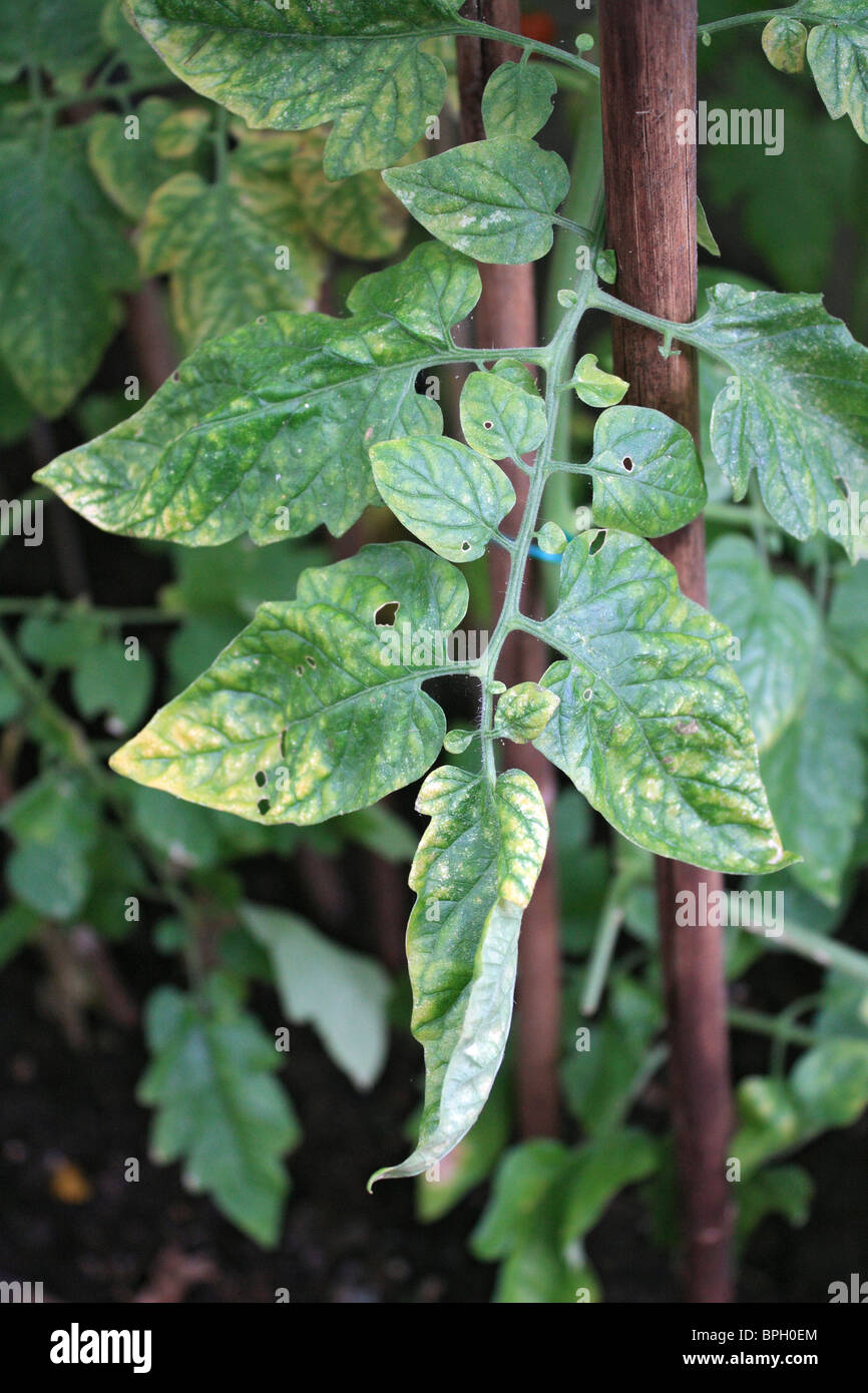 Unhealthy Tomato Plant