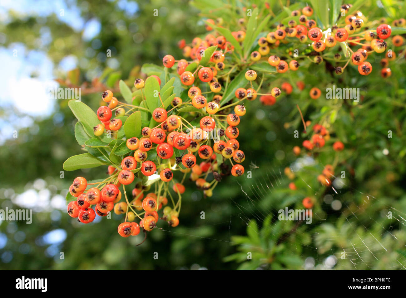 Ripe berries or pomes of the thorny evergreen shrub pyracantha growing in Surrey England UK Stock Photo