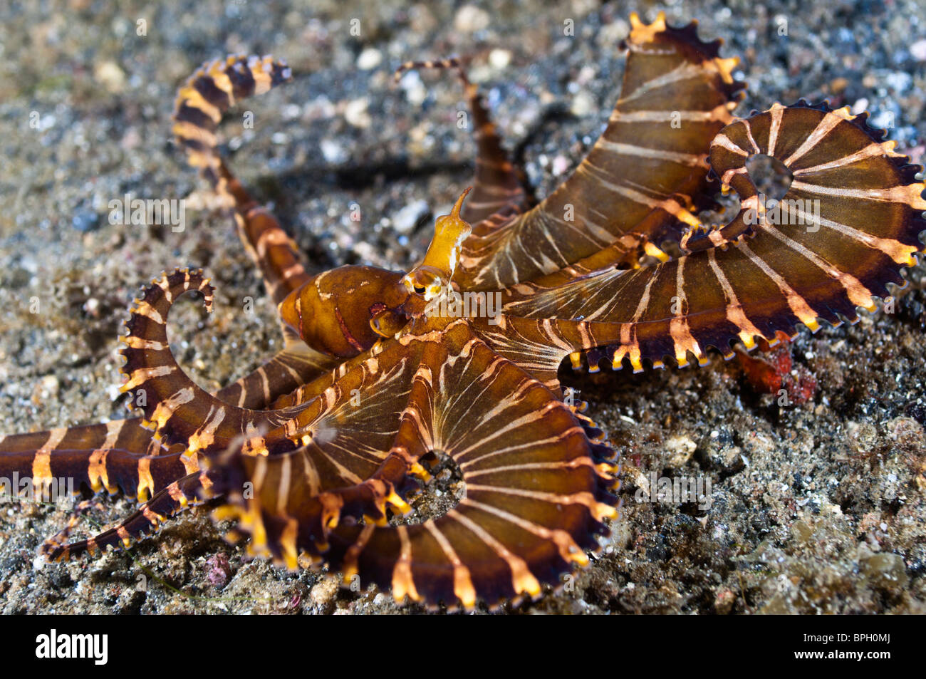 Wonderpus octopus, Lembeh Strait, Sulawesi, Indonesia Stock Photo Alamy
