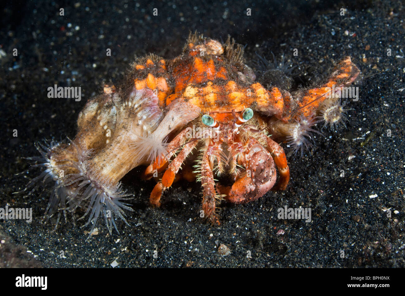 Anemone hermit crab, Lembeh Strait, Sulaweis, Indonesia Stock Photo - Alamy