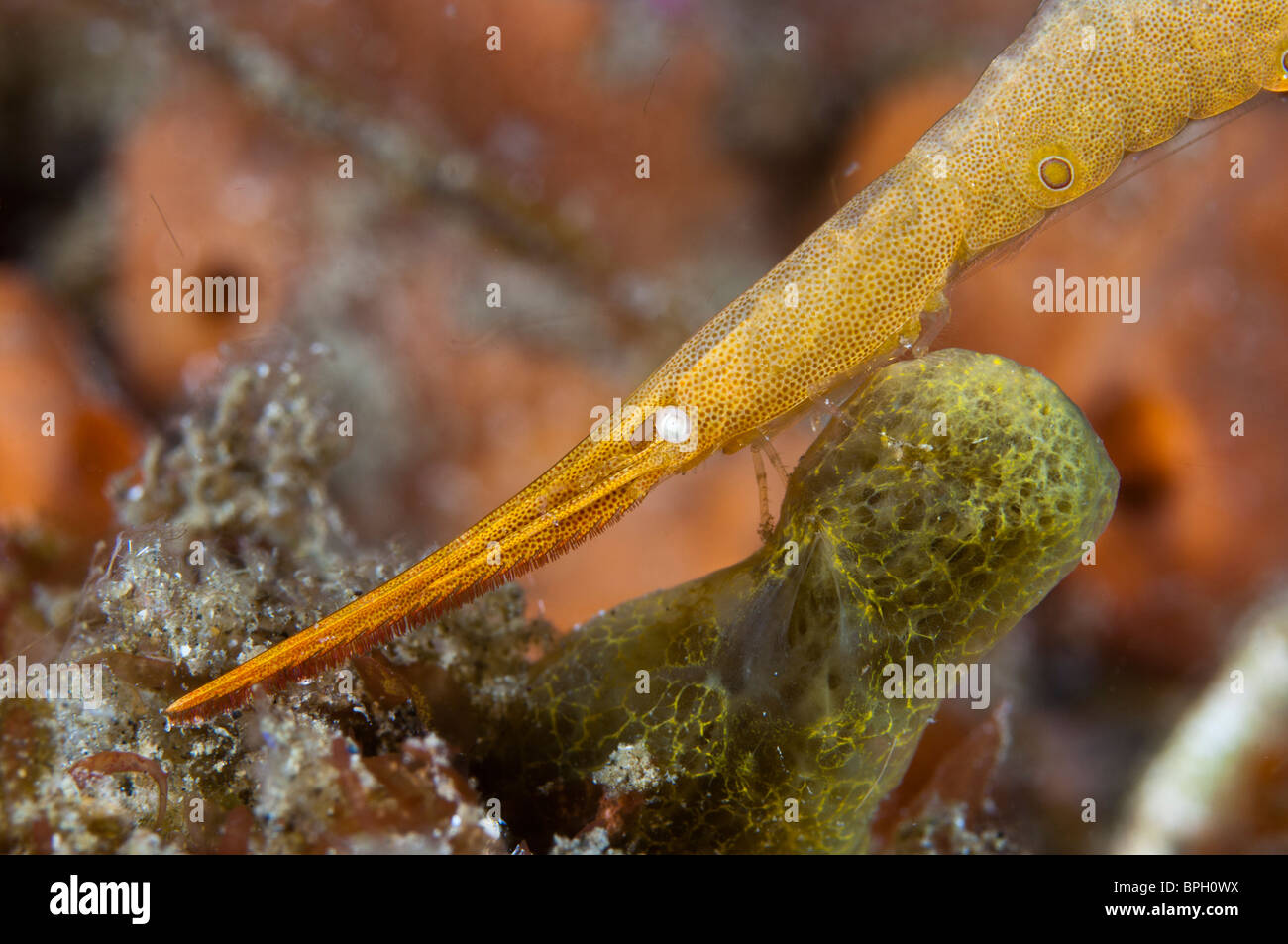 Head of a sawblade shrimp, Lembeh Strait, Sulawesi, Indonesia. Stock Photo