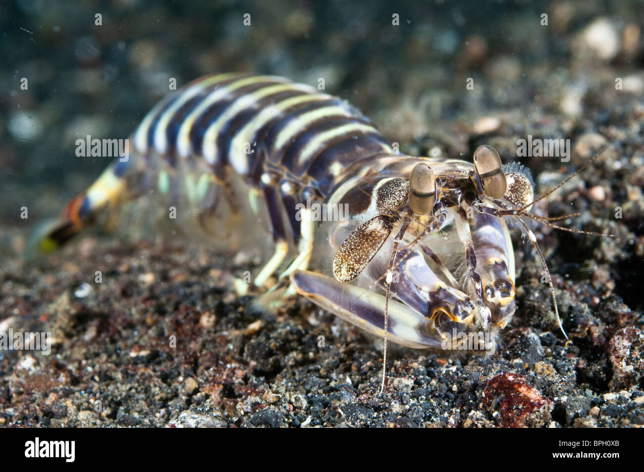 Unidentified species of mantis shrimp, Lembeh Strait, Sulawesi, Indonesia. Stock Photo