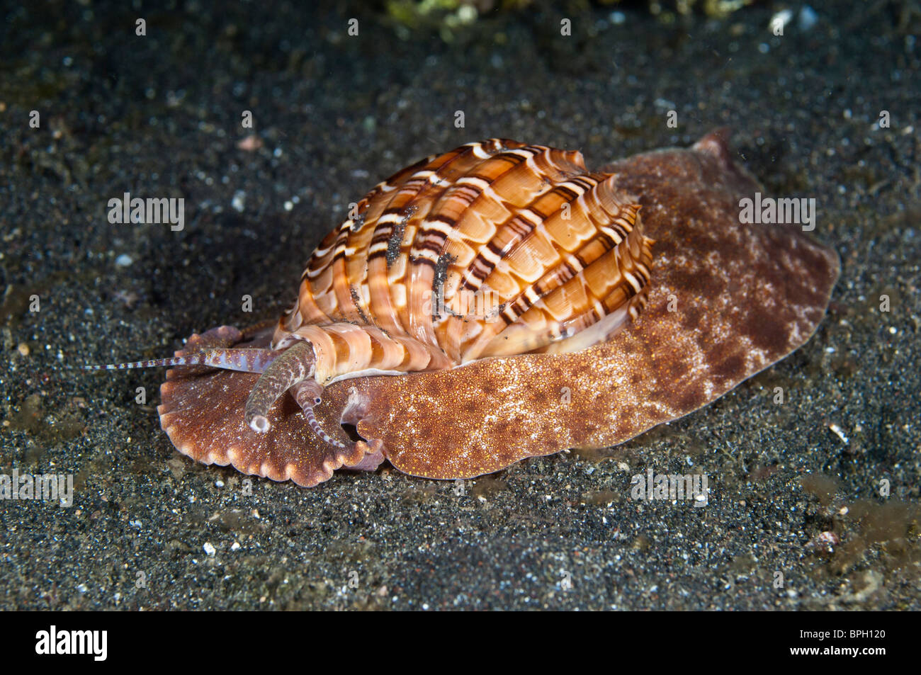 Harp shell, Lembeh Strait, Sulawesi, Indonesia Stock Photo - Alamy