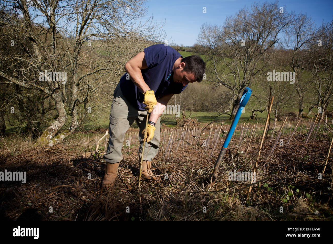 Man planting trees, Devon UK Stock Photo