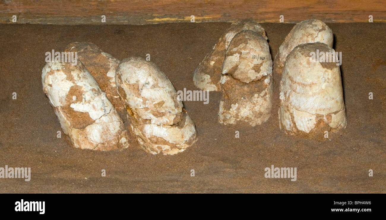 Dinosaur fossilized eggs in nest hires stock photography and images