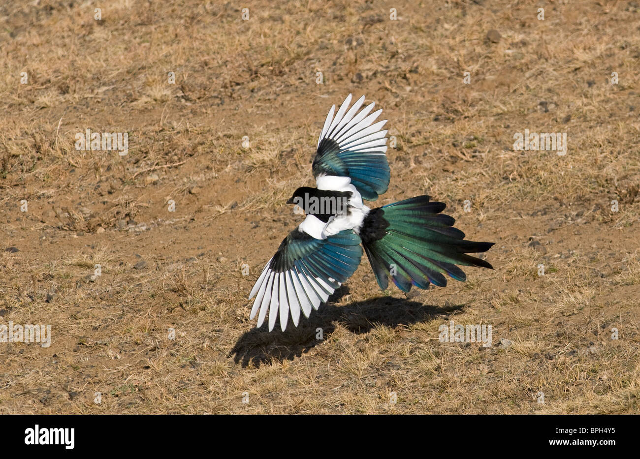 Magpie Pica pica Norfolk September Stock Photo