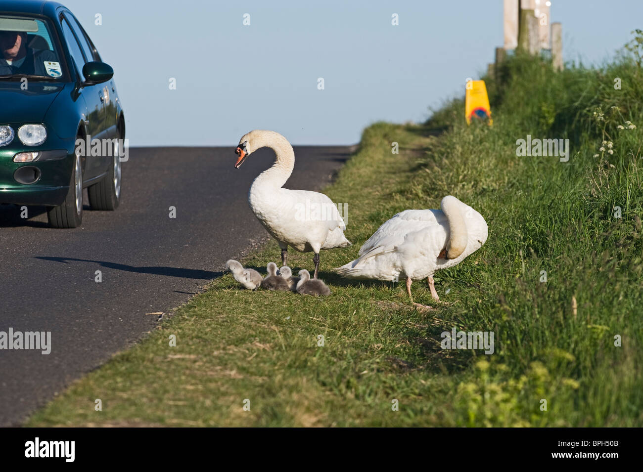 Mute Swan Cygnus olor pair with newborn chicks Cley Norfolk May Stock Photo