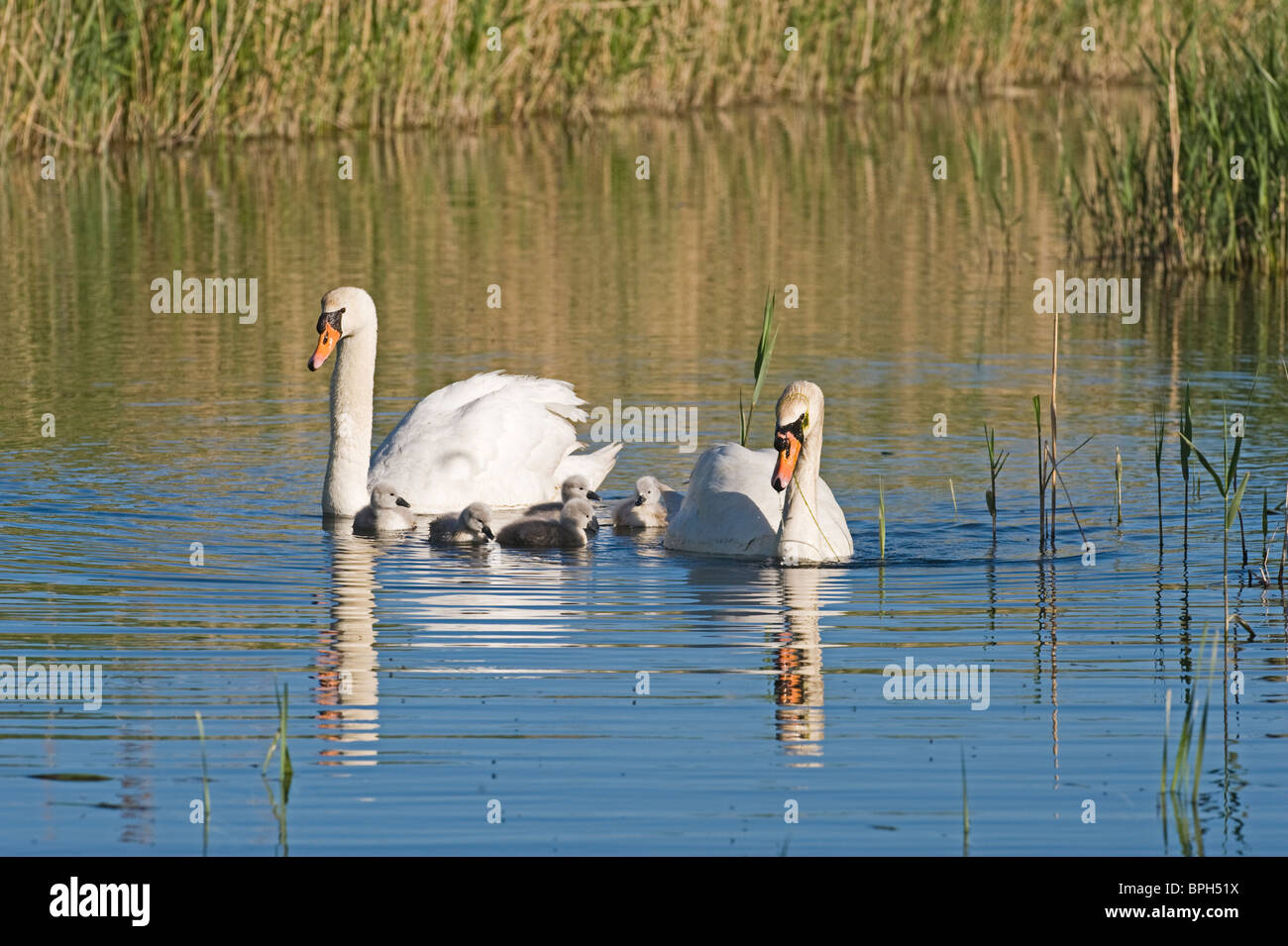 Mute Swan Cygnus olor pair with newborn chicks Cley Norfolk May Stock Photo