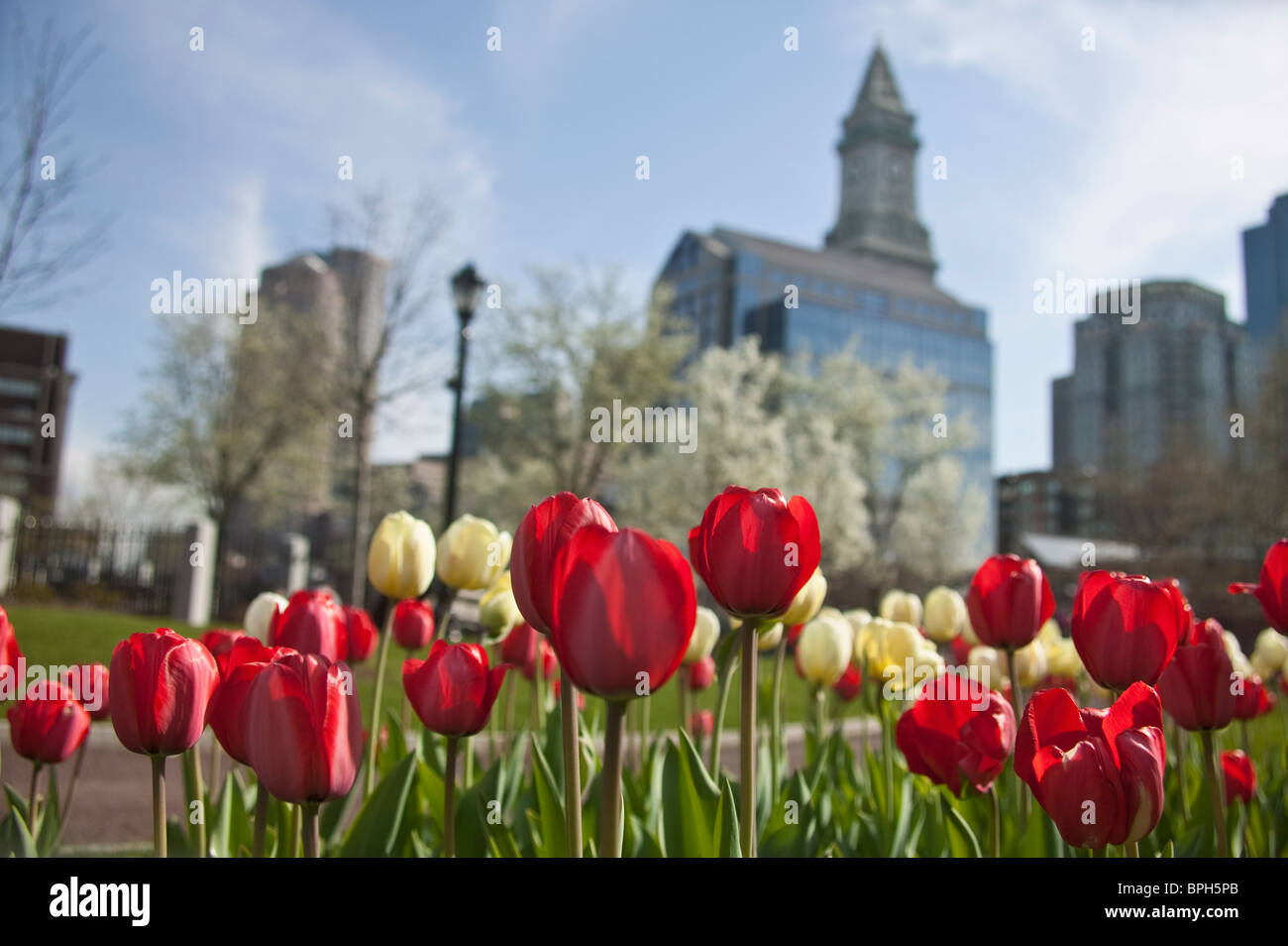 Red tulips in a park, Christopher Columbus Waterfront Park, Boston, Suffolk County, Massachusetts, USA Stock Photo
