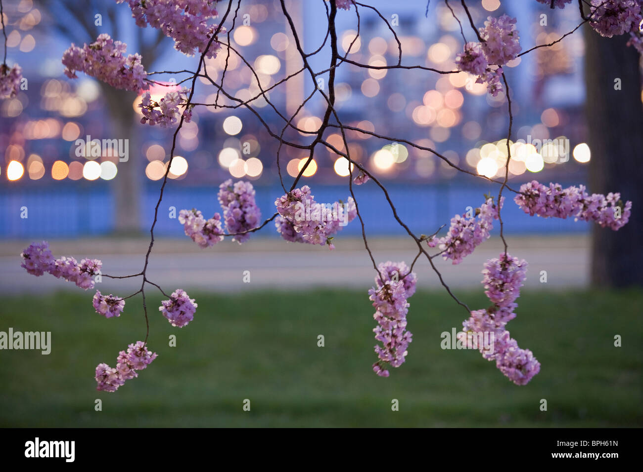 Blooming cherry tree at the riverside, Charles River, Boston, Suffolk County, Massachusetts, USA