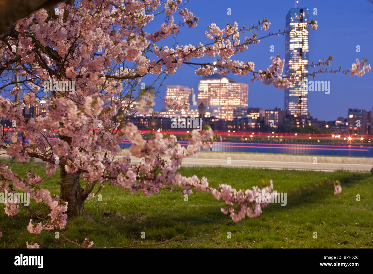 Blooming cherry tree with John Hancock Tower in the background, Charles River, Boston, Suffolk
