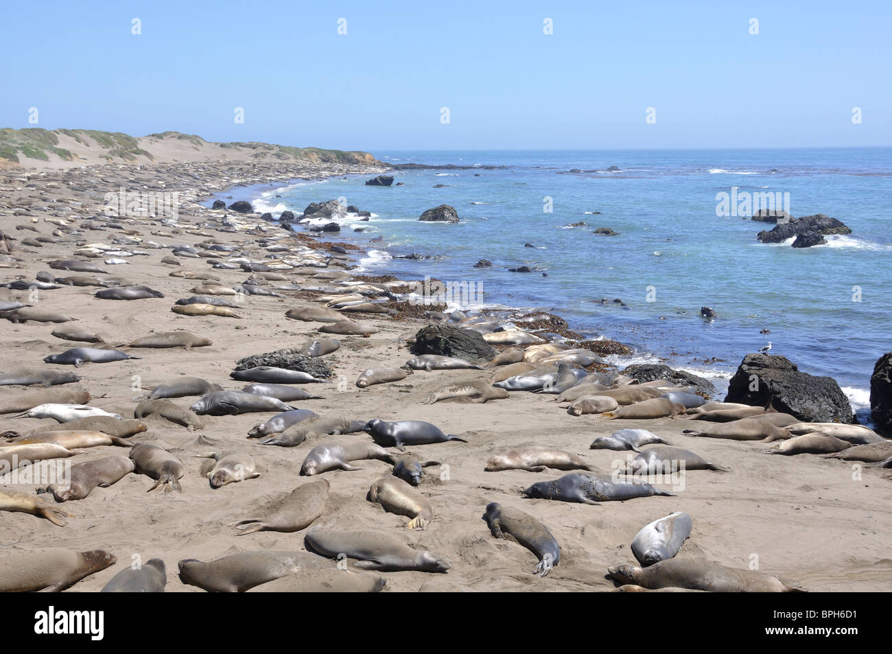 Elephant seals colony during molting period, Piedras Blancas beach ...