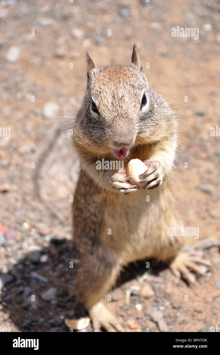 Squirrel eating pistachio nuts hires stock photography and images Alamy