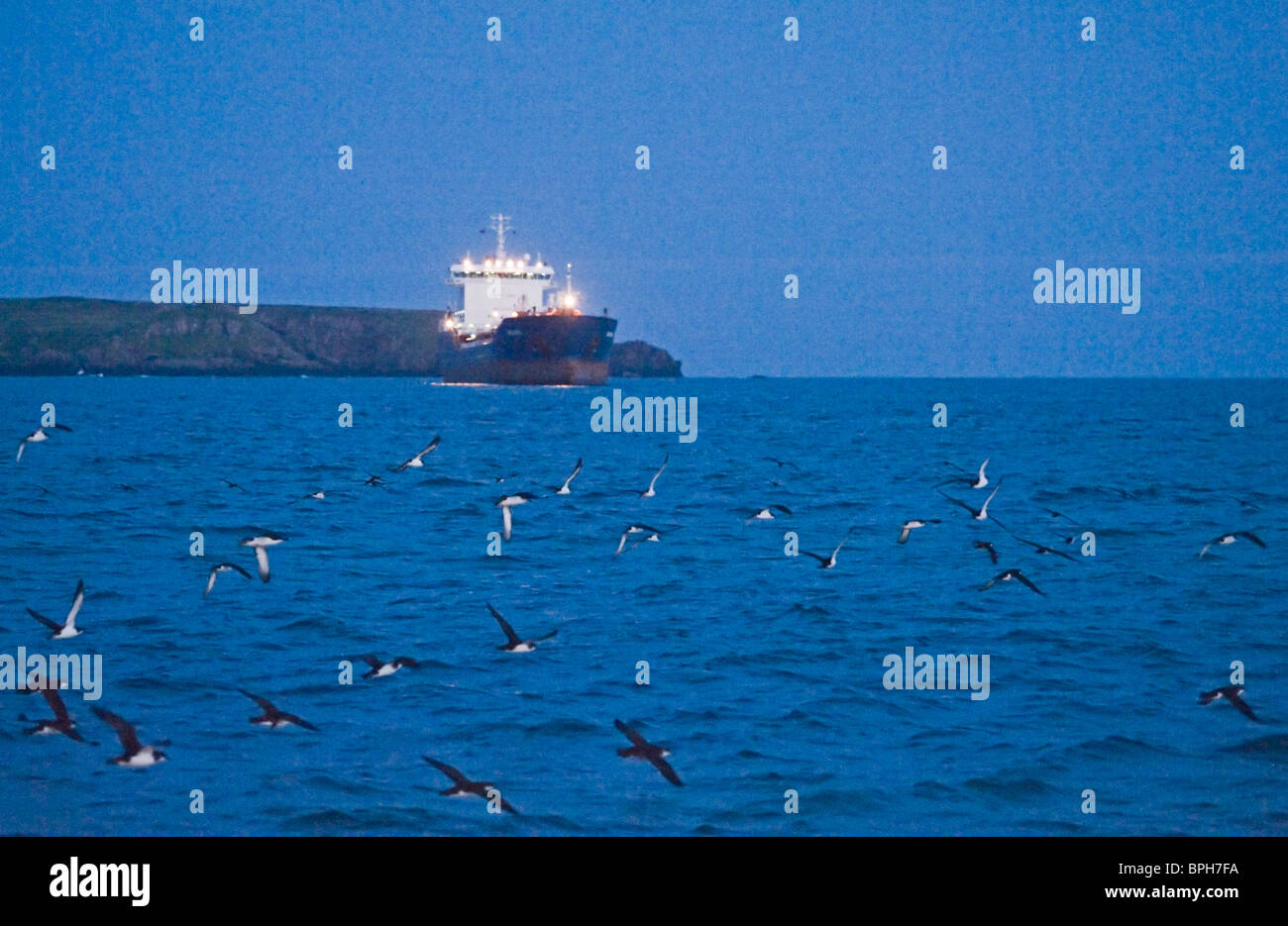 Manx Shearwaters Puffinus puffinus gathering in St Bride's Bay off Skomer Island Pembrokeshire Wales at dusk July Stock Photo