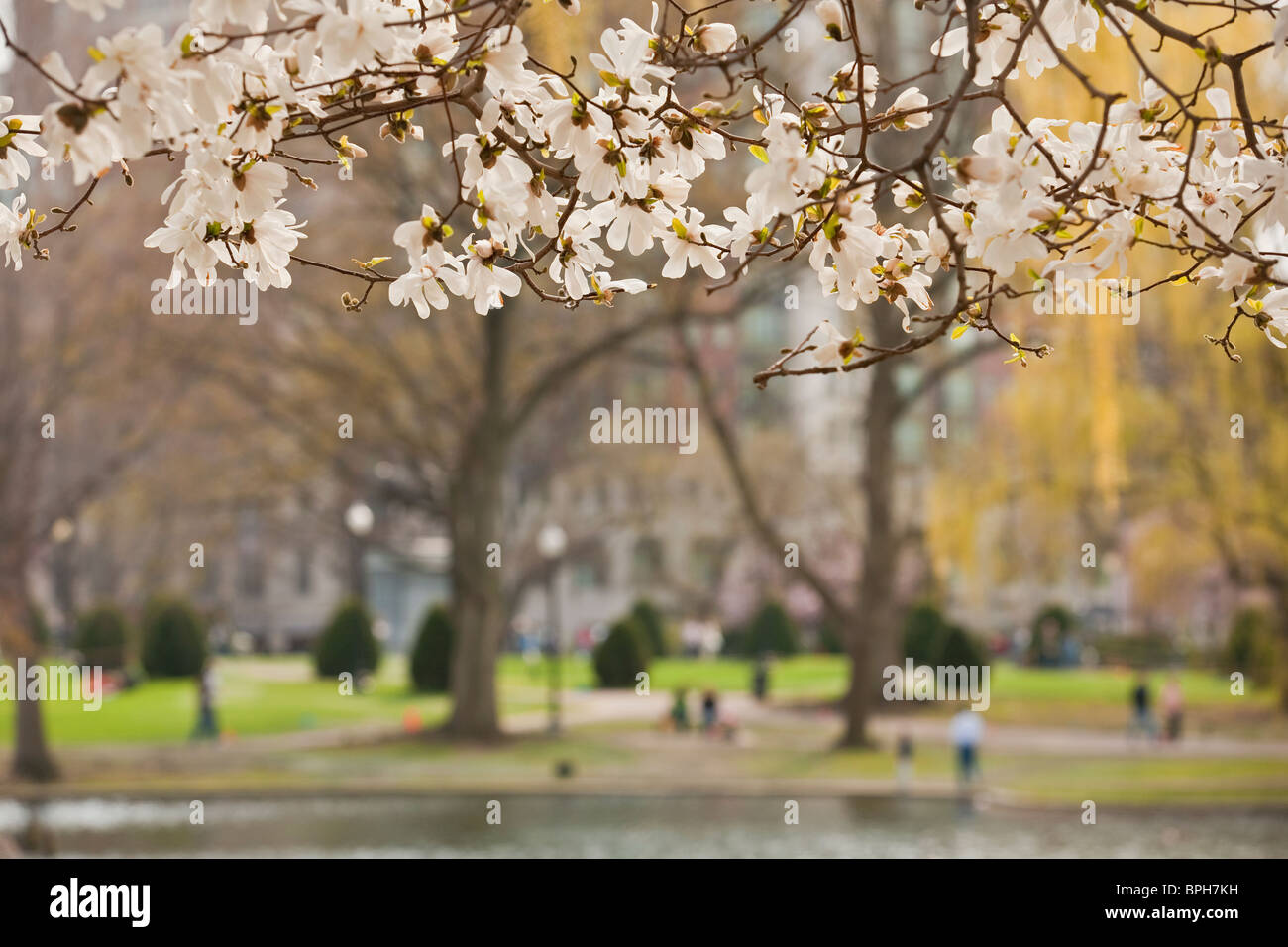 Apple blossom tree, Boston, Suffolk County, Massachusetts, USA Stock