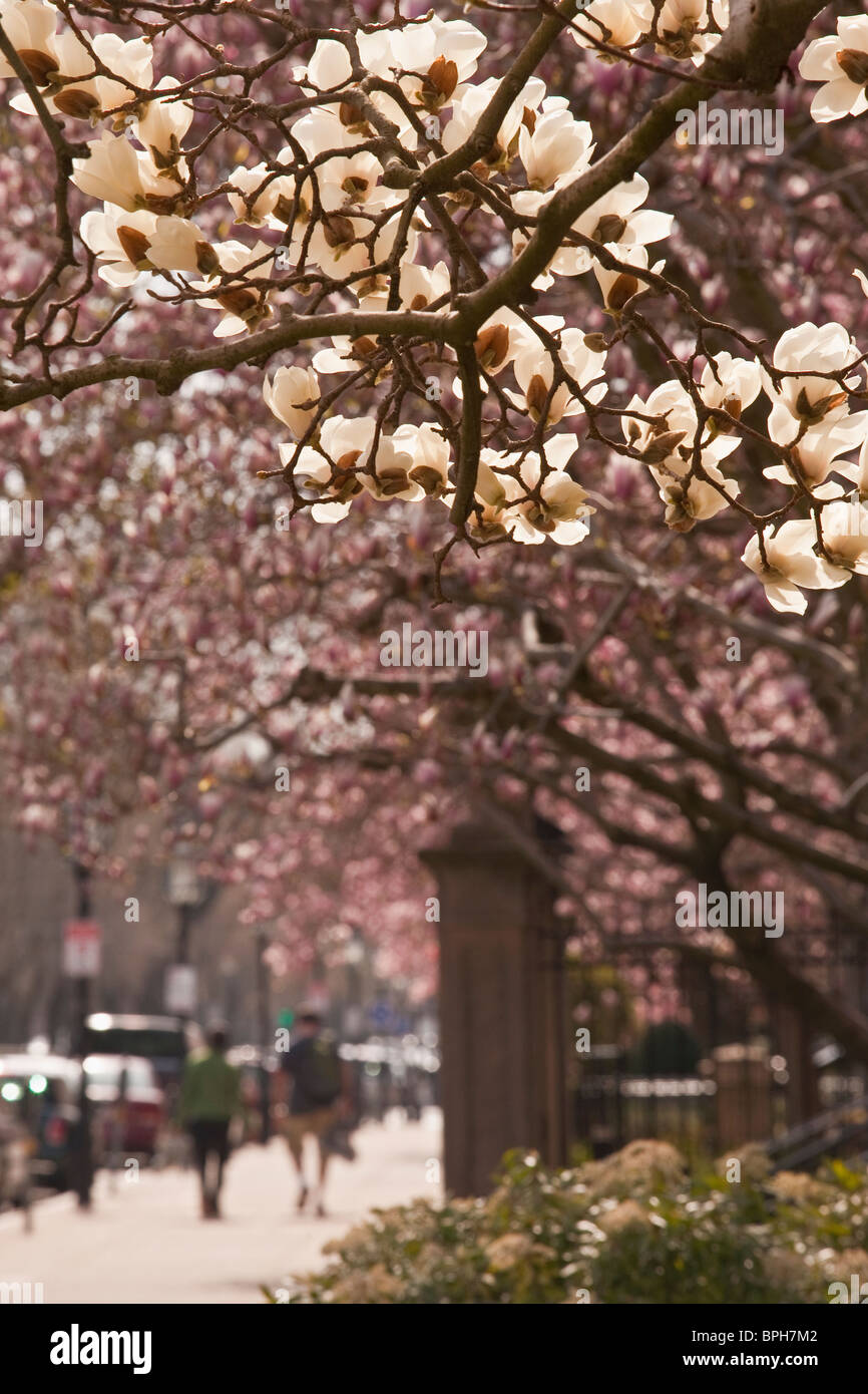 Apple blossom tree, Commonwealth Avenue, Boston, Suffolk County
