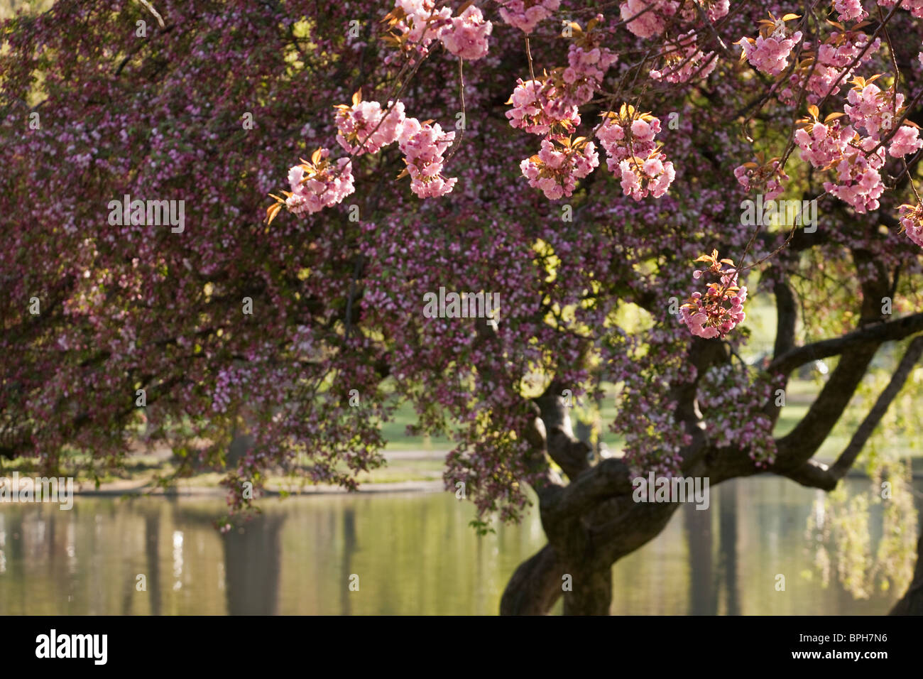 Cherry Blossom tree, Boston, Suffolk County, Massachusetts, USA Stock Photo Alamy