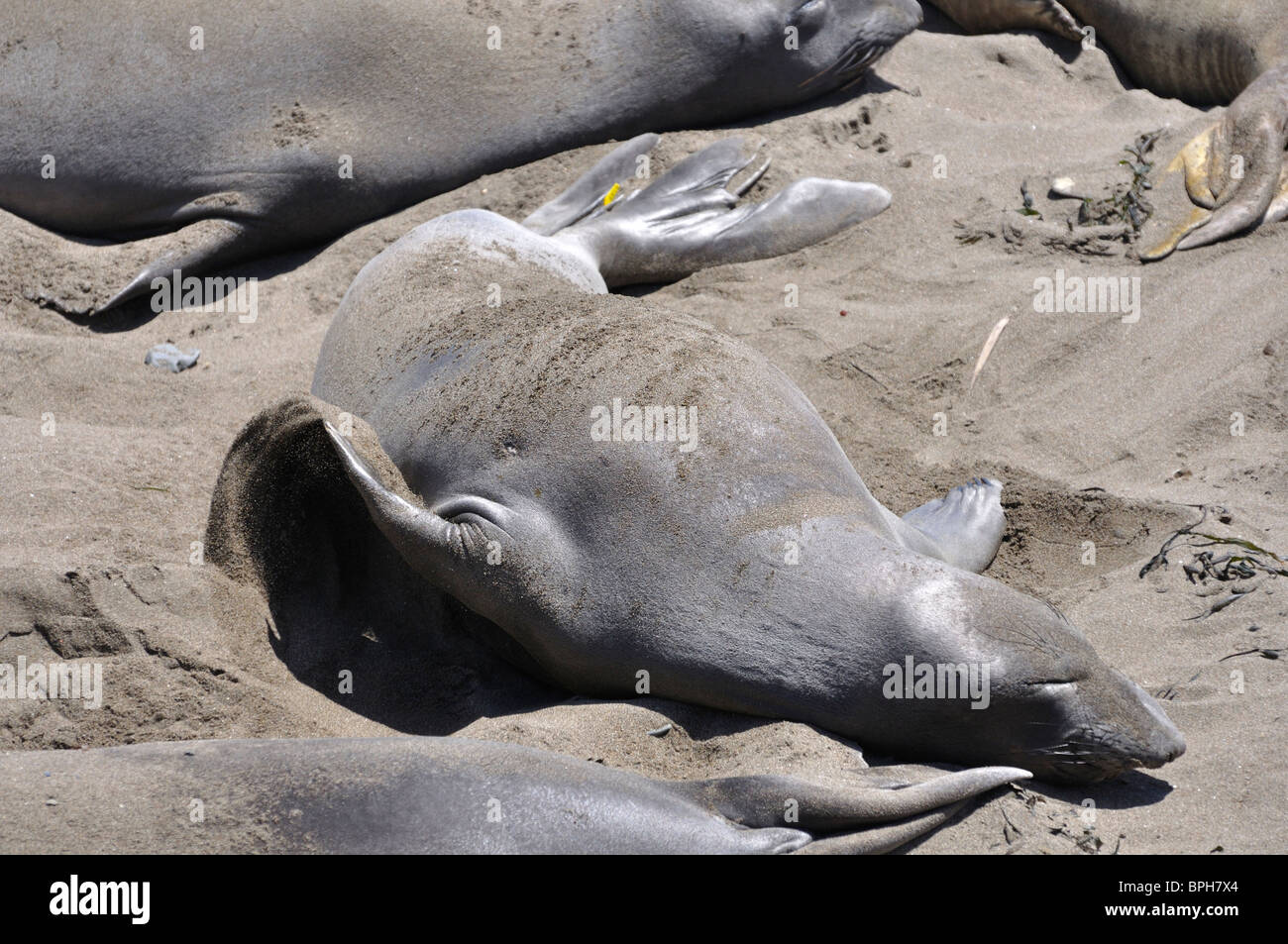 Elephant seals colony during molting period, Piedras Blancas beach ...