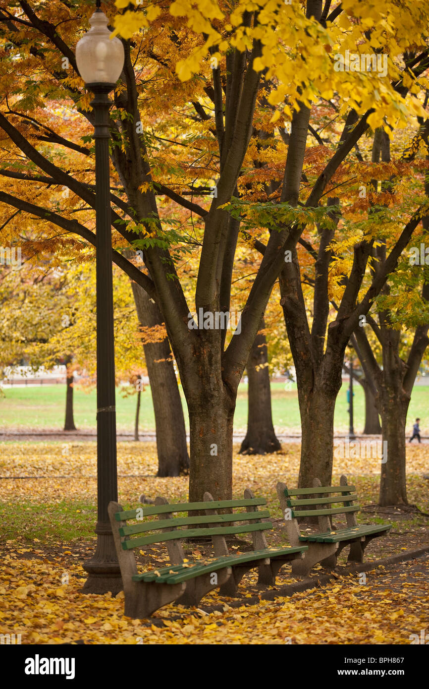 Trees in a park, Boston Common, Boston, Suffolk County, Massachusetts