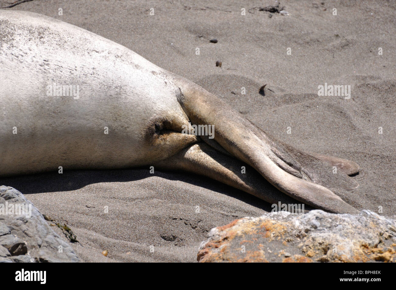 Elephant seals - Mirounga angustirostris - Piedras Blancas beach ...