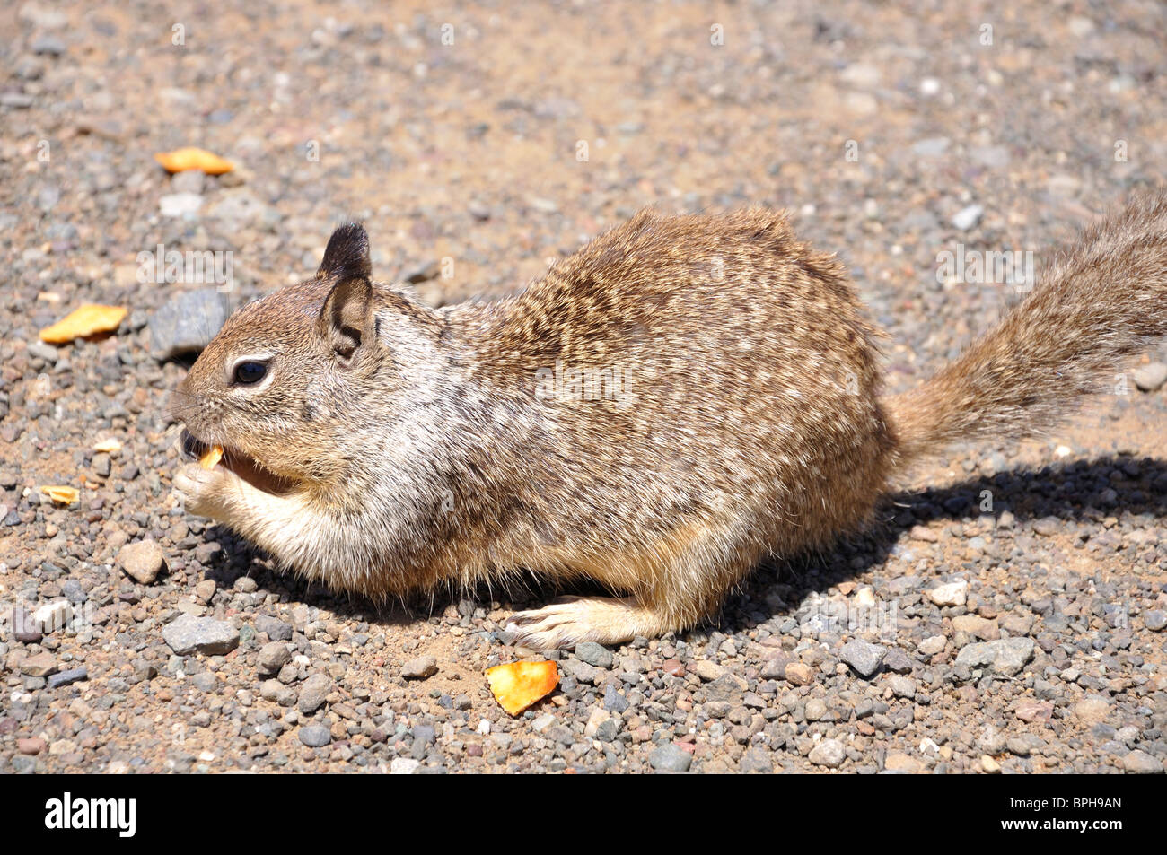 Squirrel eating pistachio nut Stock Photo Alamy