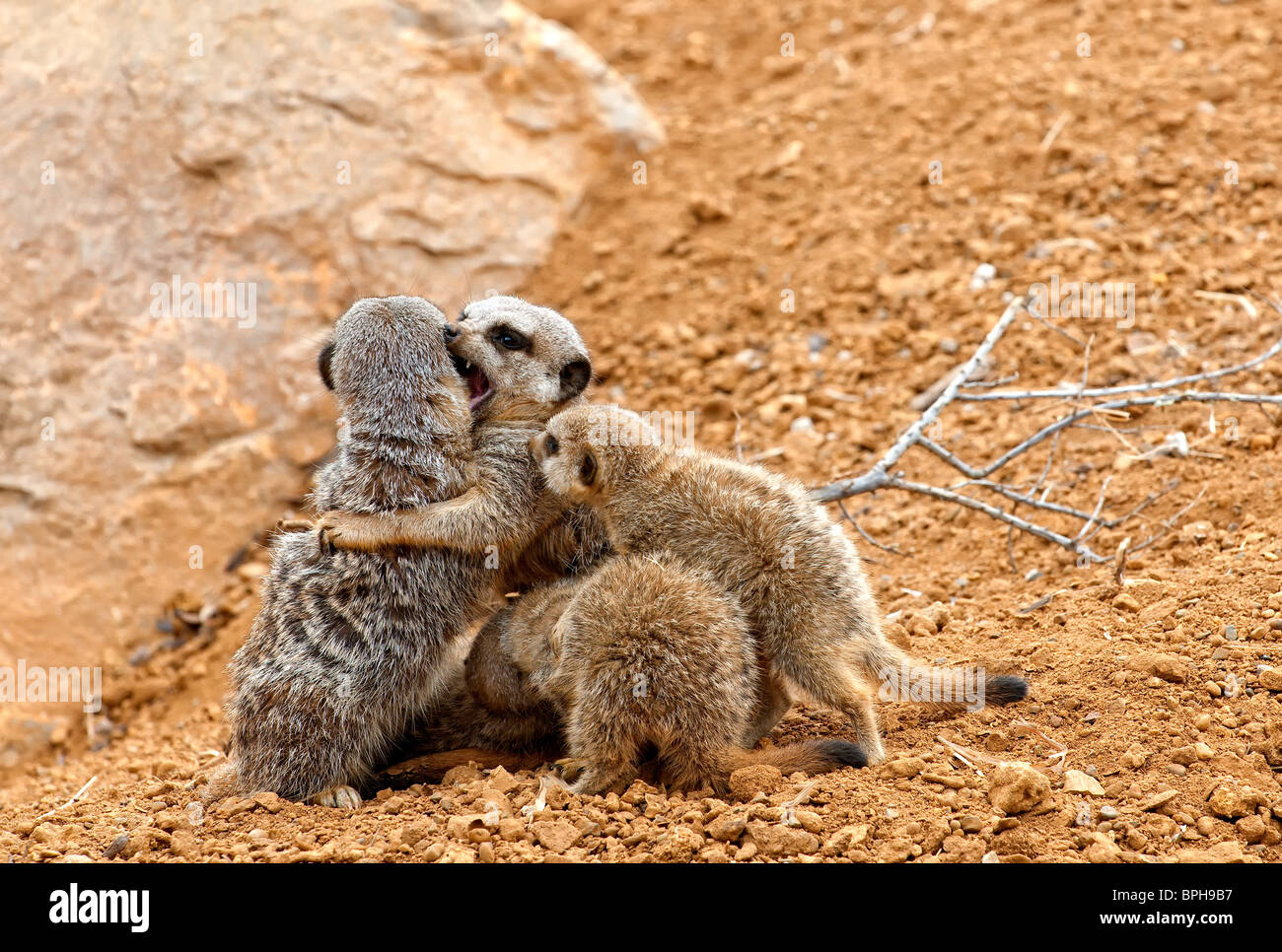 A Meerkat Also Known As The Suricate Suricata Suricatta Playing With A Meerkat Also Known As The Suricate Suricata Suricatta Playing With