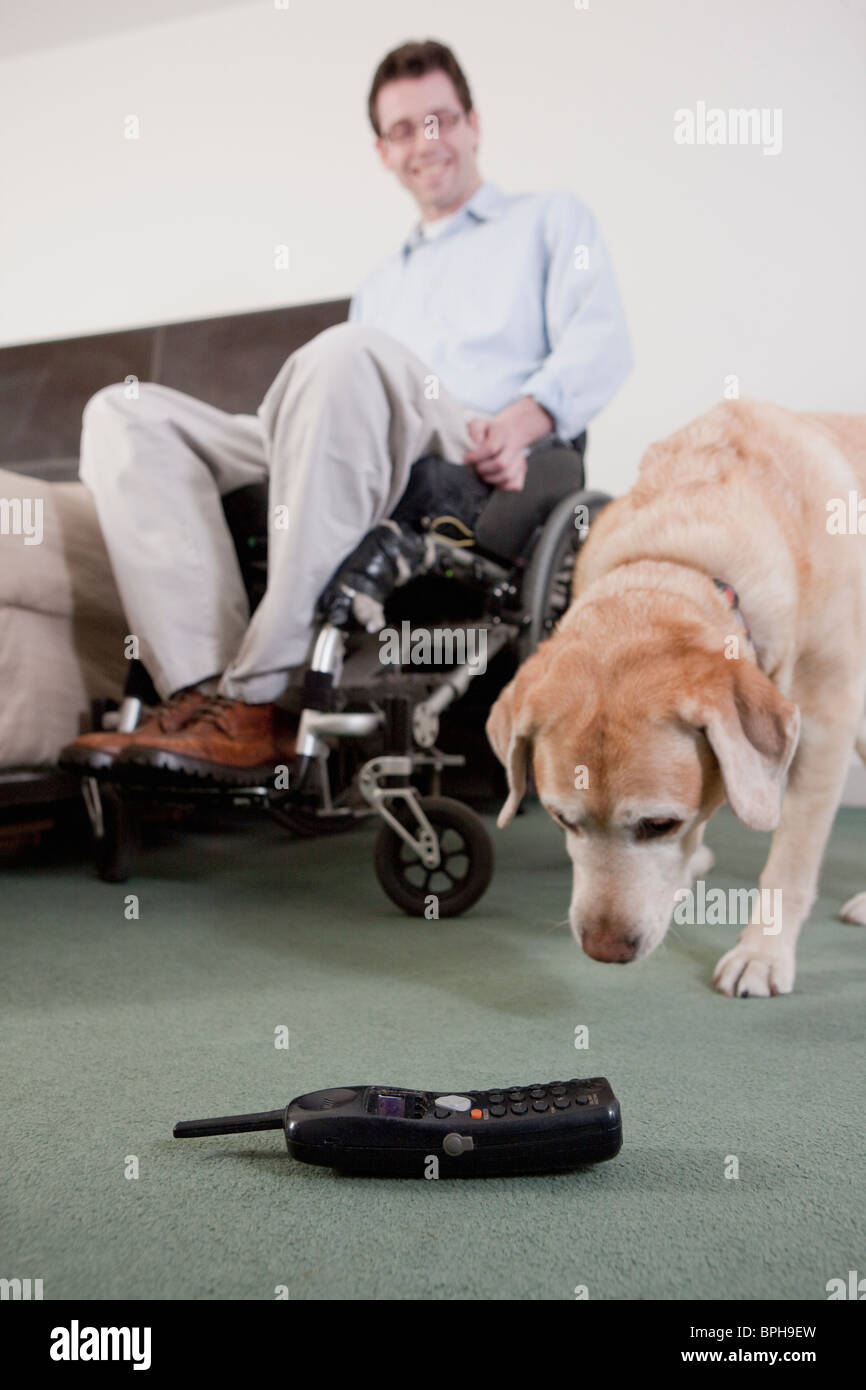 Service dog near a cordless phone with a man in a wheelchair Stock Photo