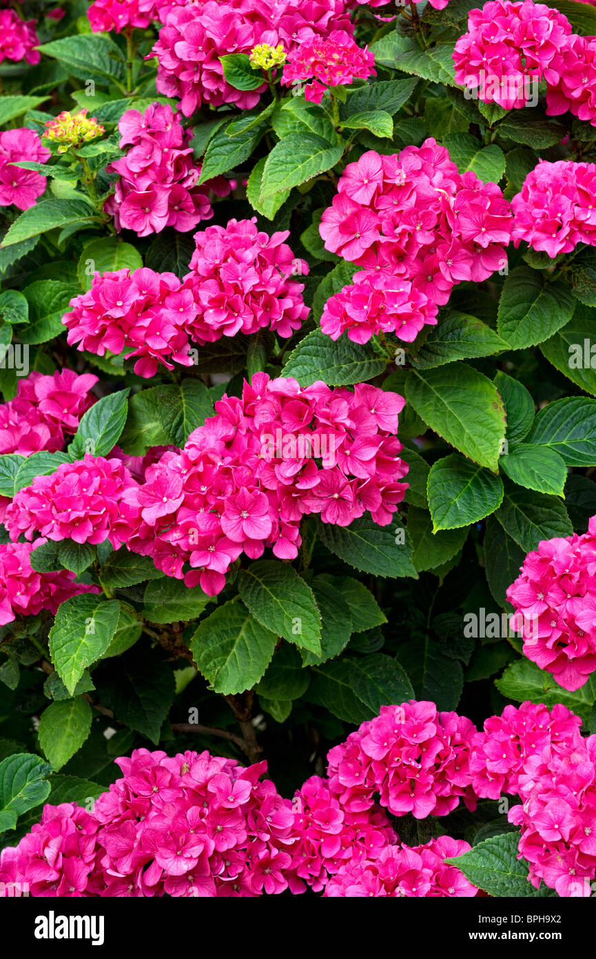 Pink Hydrangea shrub in flower Stock Photo - Alamy