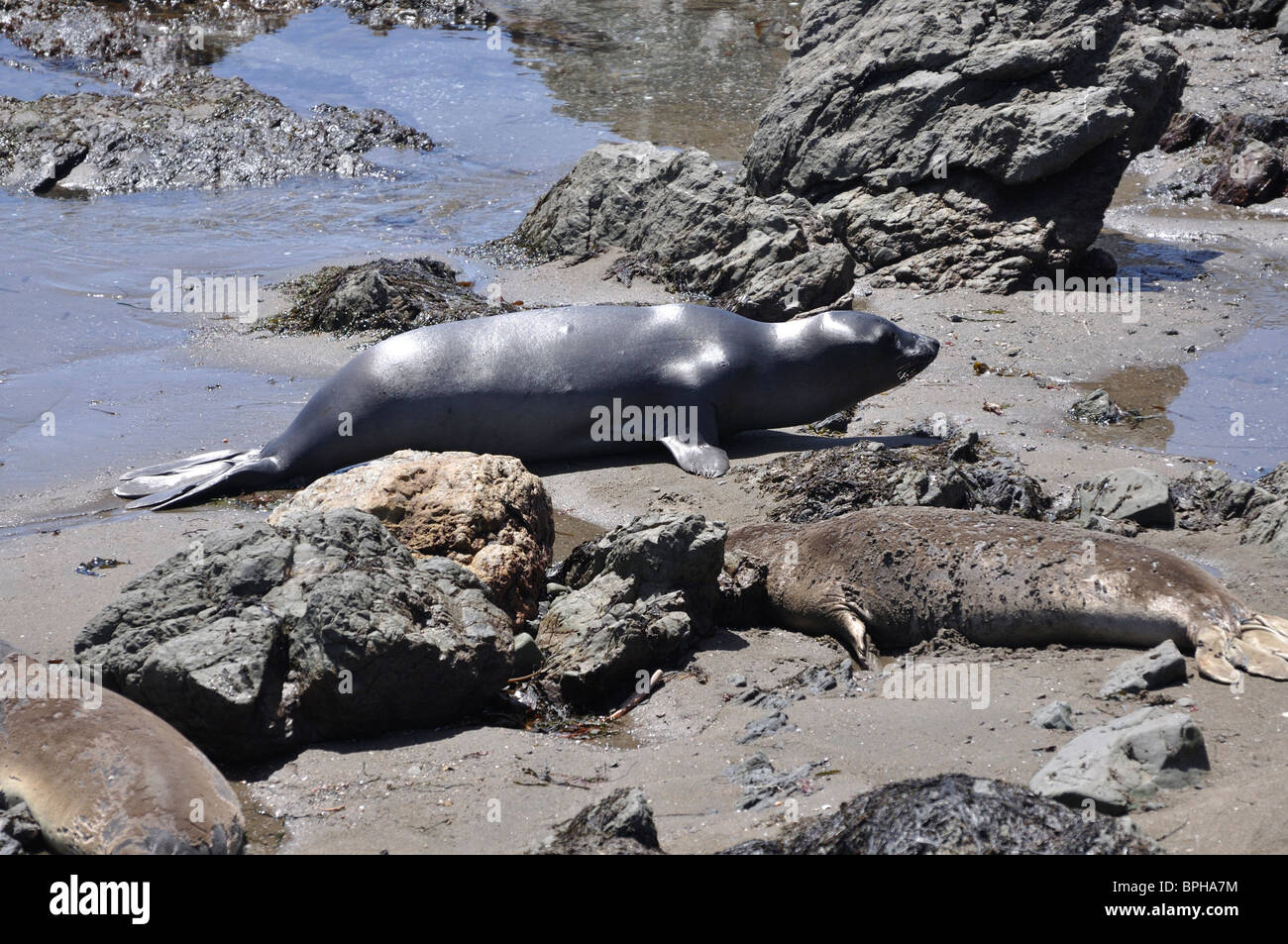Elephant seals colony during molting period, Piedras Blancas beach ...