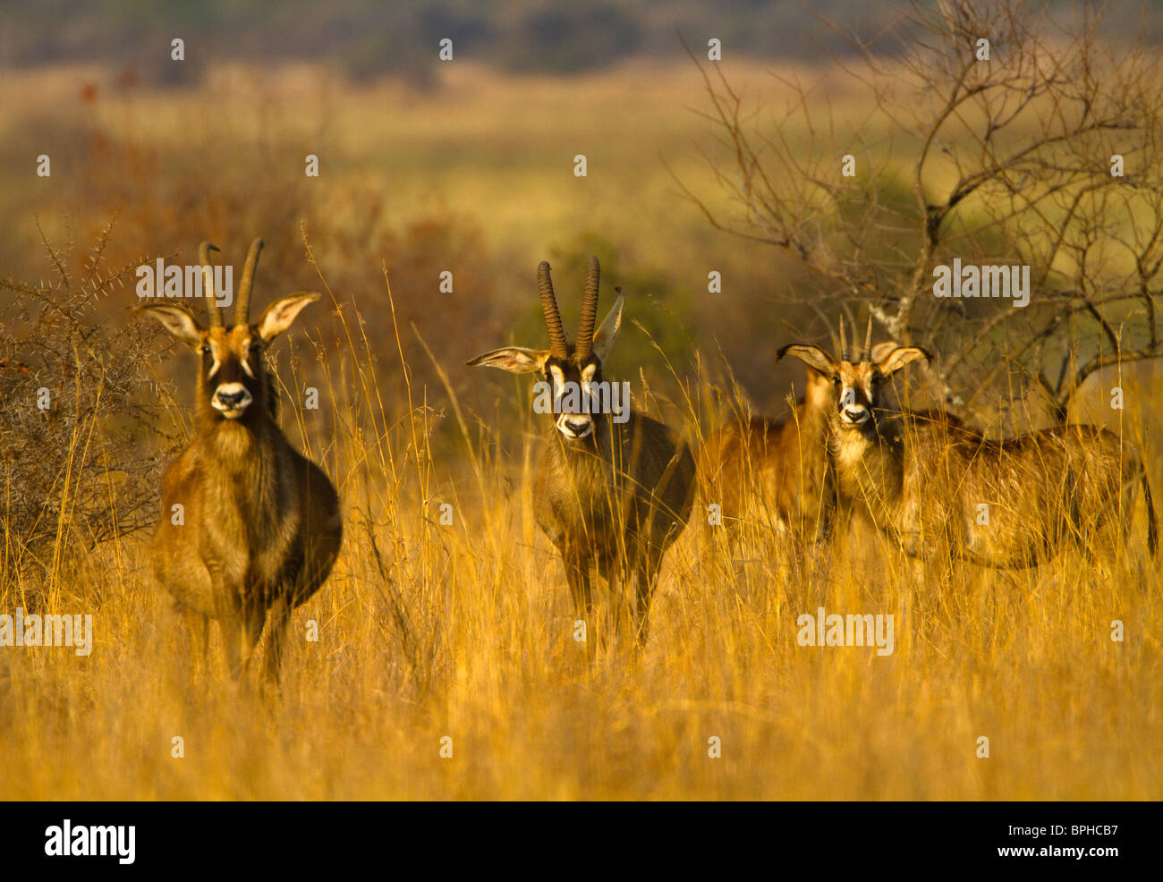 roan antelope Stock Photo