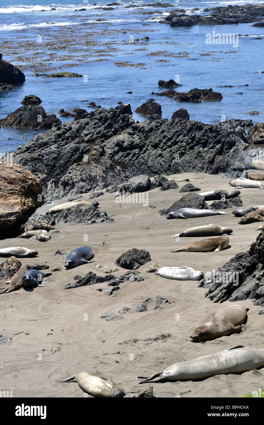Elephant seals colony during molting period, Piedras Blancas beach ...