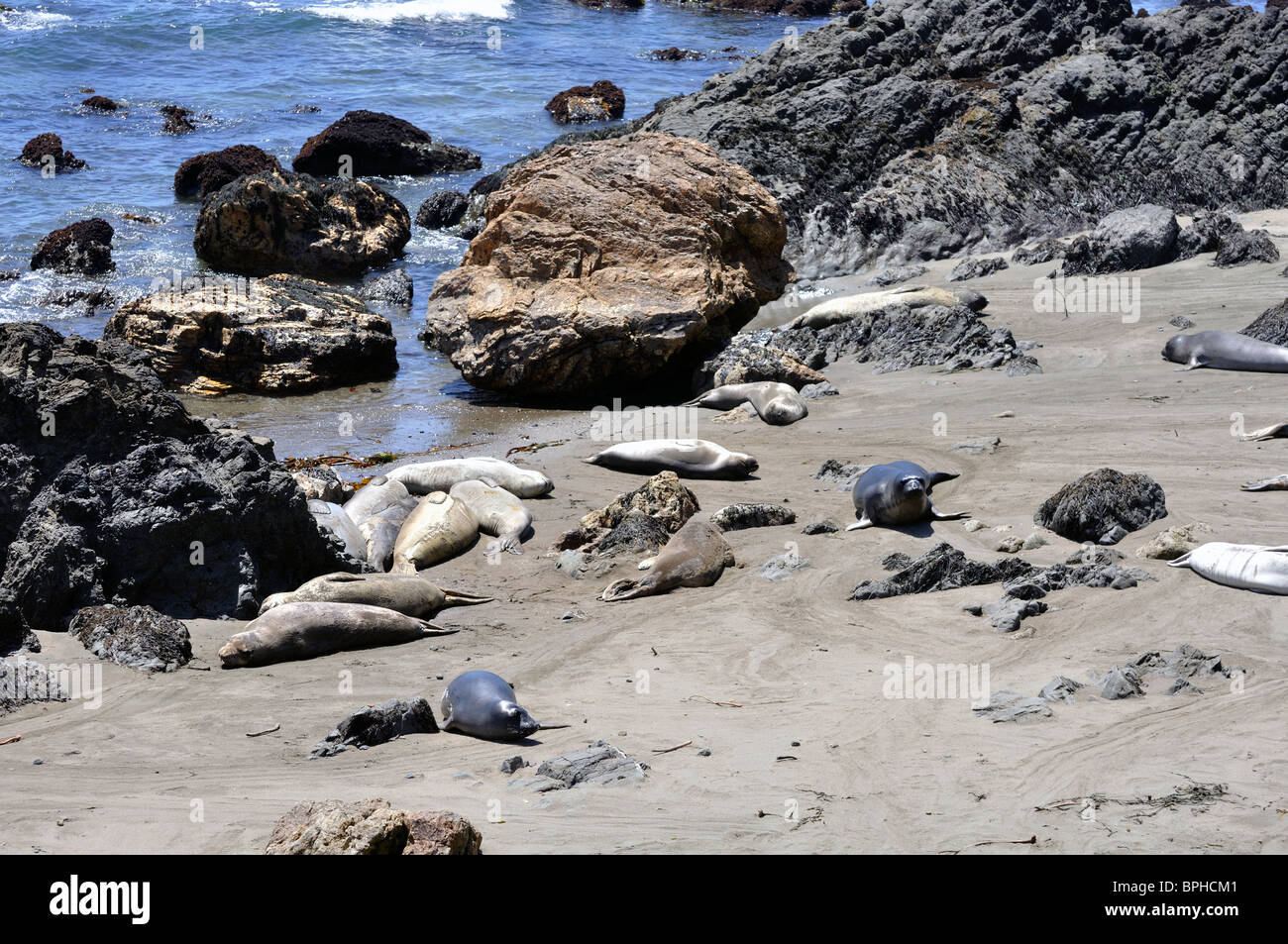 Elephant seals colony during molting period, Piedras Blancas beach ...