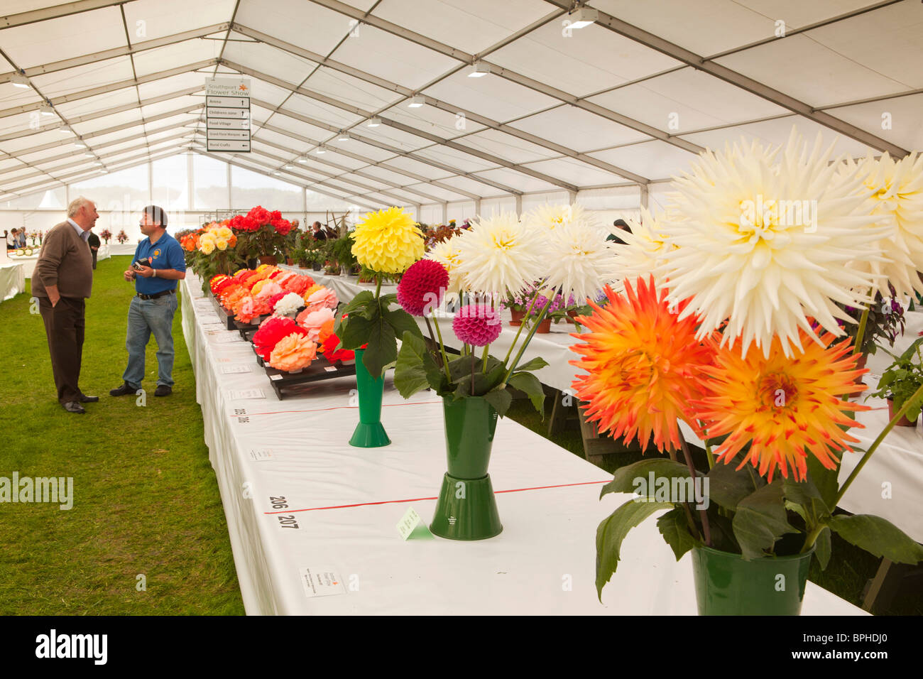 UK, England, Merseyside, Southport Flower Show, exhibitors with prize winning begonias and dahlias Stock Photo