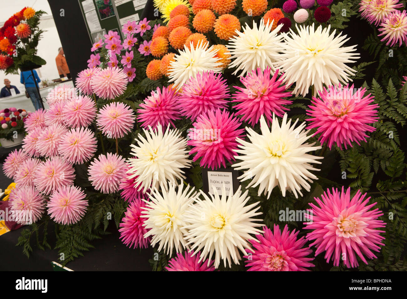 UK, England, Merseyside, Southport Flower Show, display of prize winning dahlias Stock Photo