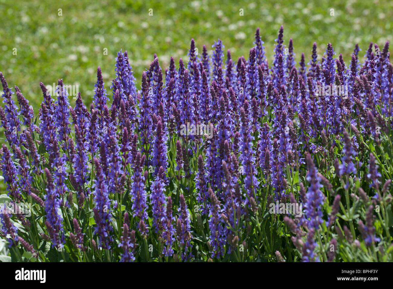 'Blauhügel, Blue Hill' Woodland sage, Stäppsalvia (Salvia nemorosa) Stock Photo