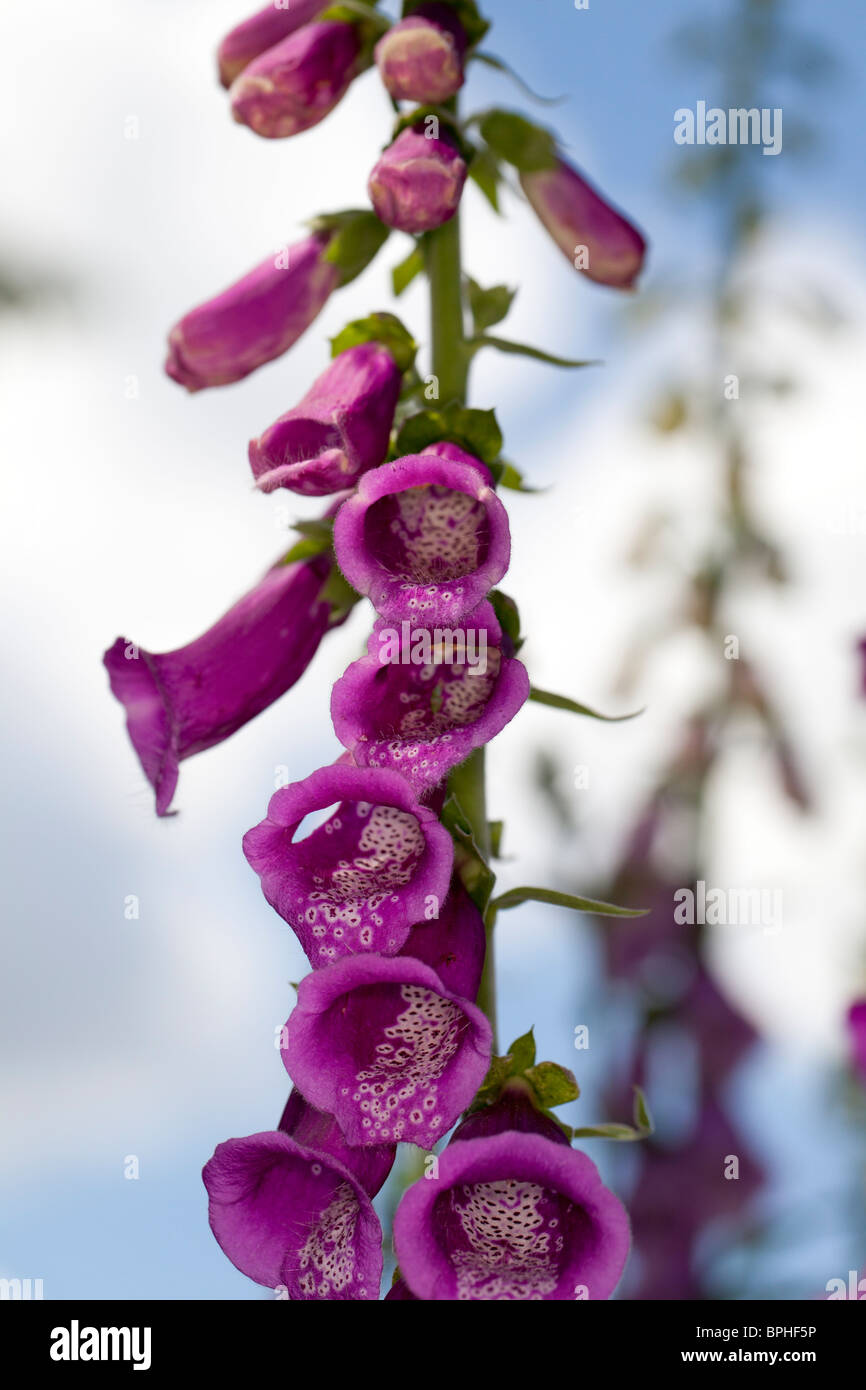 Common Foxglove (Digitalis purpurea) Stock Photo