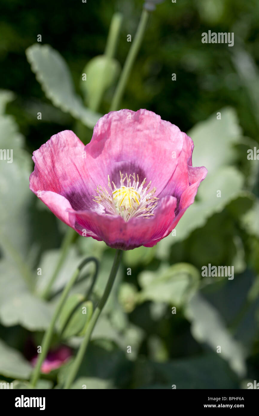 Opium Poppy, Pionvallmo (Papaver somniferum) Stock Photo