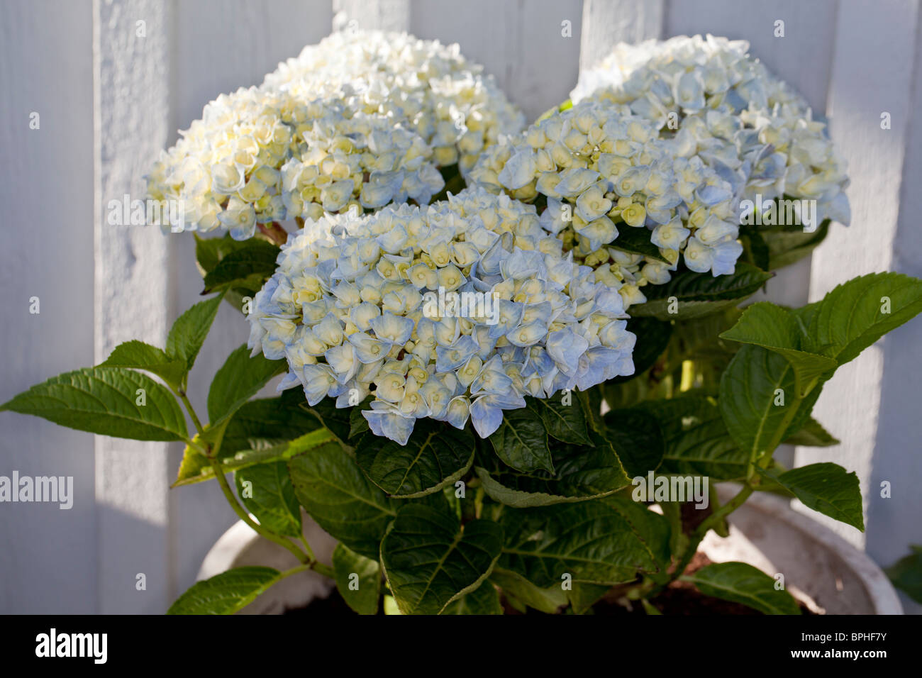 Hydrangea, Hortensia (Hydrangea macrophylla) Stock Photo