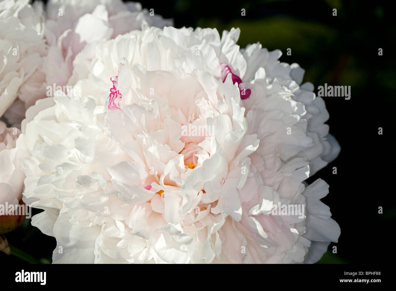 'Festiva Maxima' Common garden peony, Luktpion (Paeonia lactiflora) Stock Photo