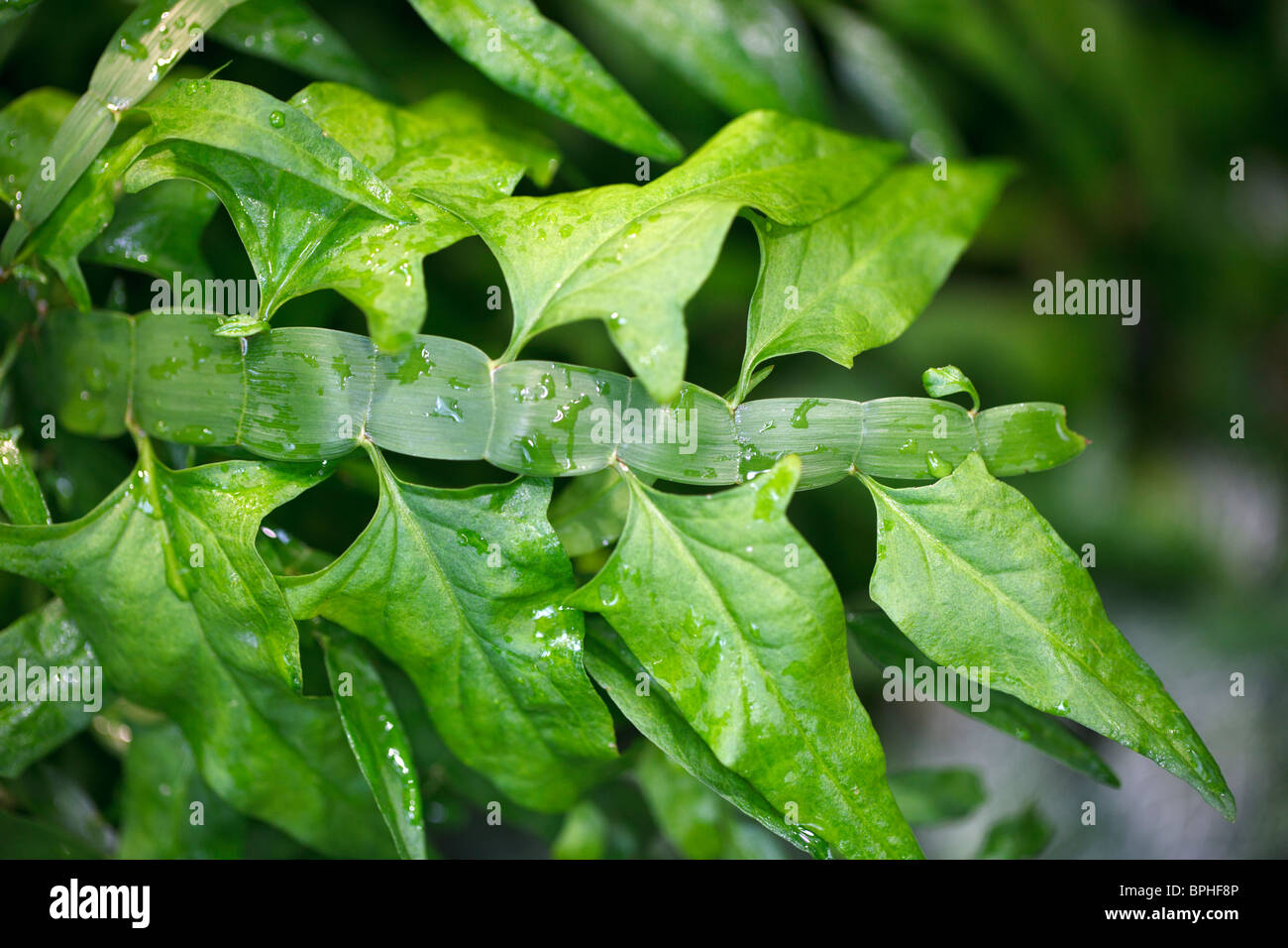 Tapeworm Plant, Rembuske (Homalocladium platycladum) Stock Photo