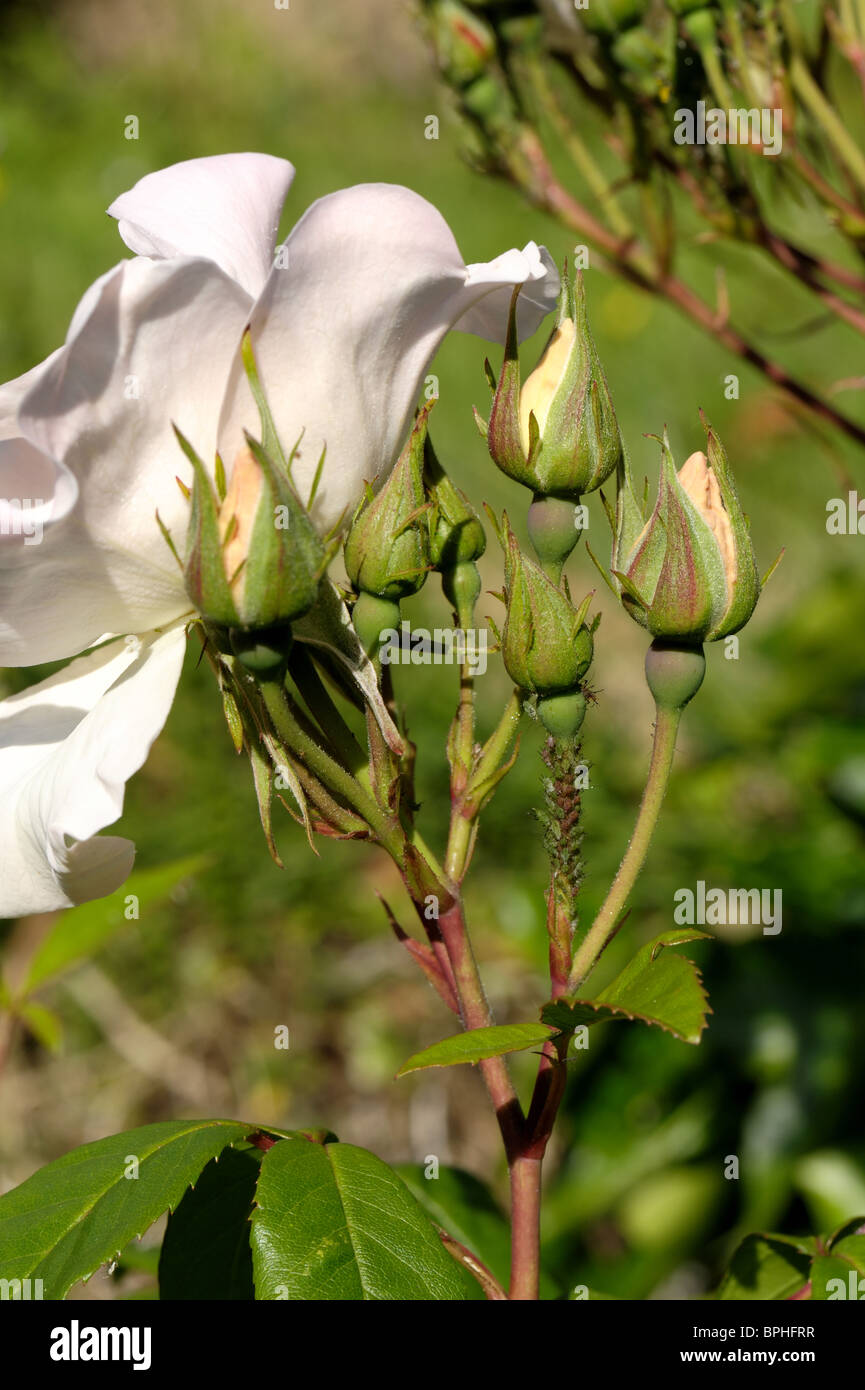 Infestation of rose aphids (Macrosiphum rosae) on the peduncle of rose ...